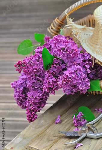 bouquet de lilas fraîchement cueilli