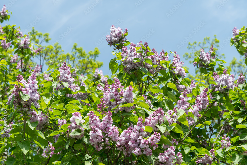 Lilac blossoms