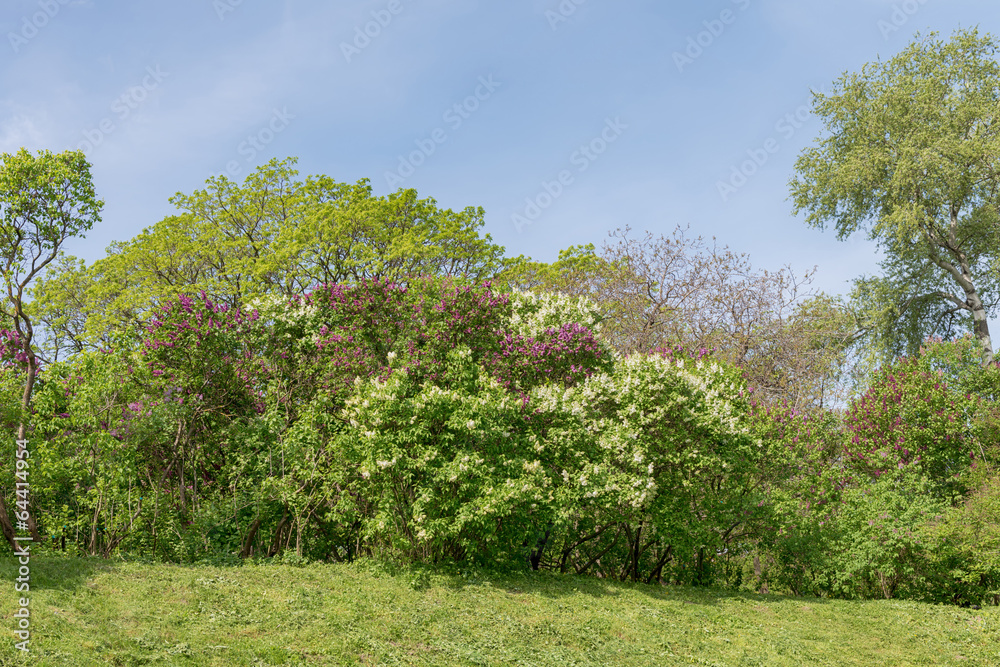 Lilac blossoms