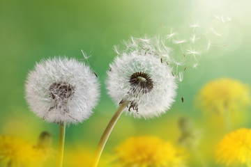 Fotobehang Paardenbloem Paardenbloem in stralende ochtendzon  © Brian Jackson