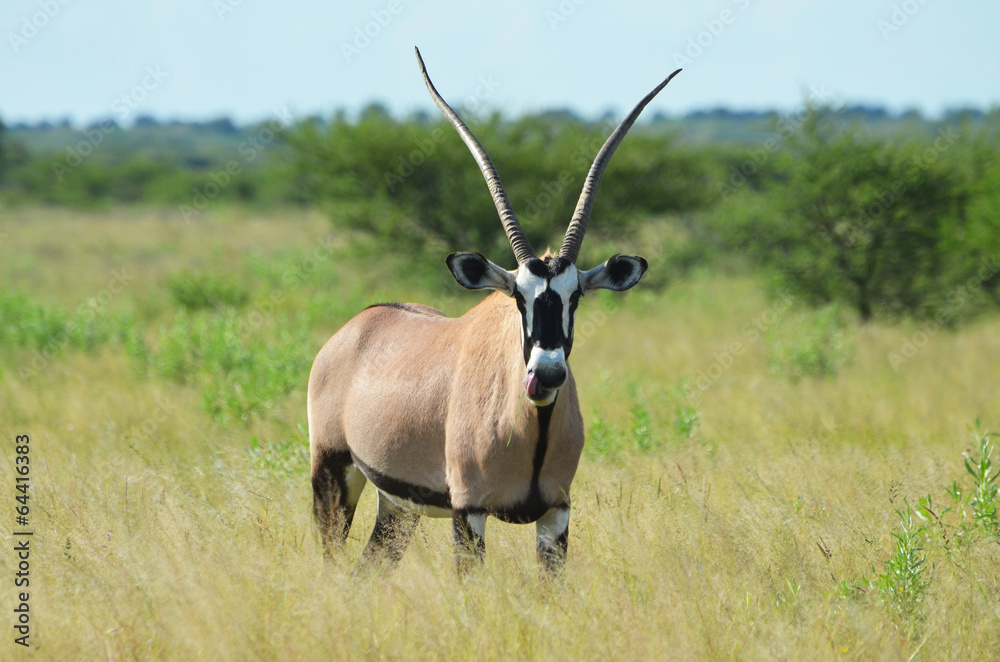 Oryx in Botswana Oryx in Botswana