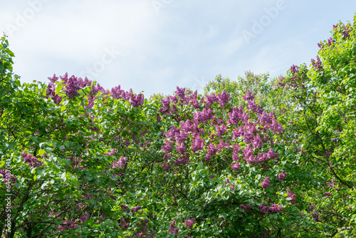 Lilac blossoms