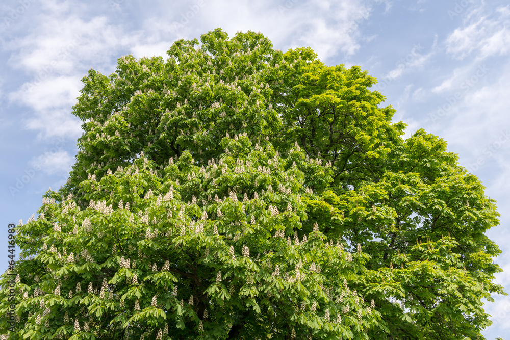 Chestnut tree