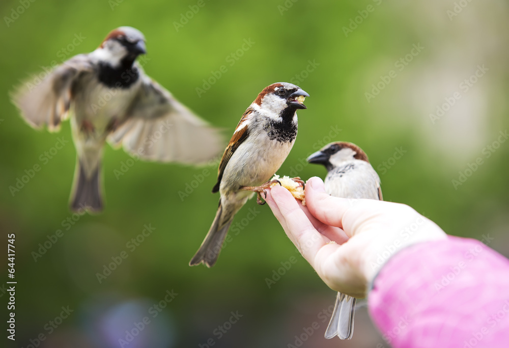 Obraz premium Sparrows eating from child hand.