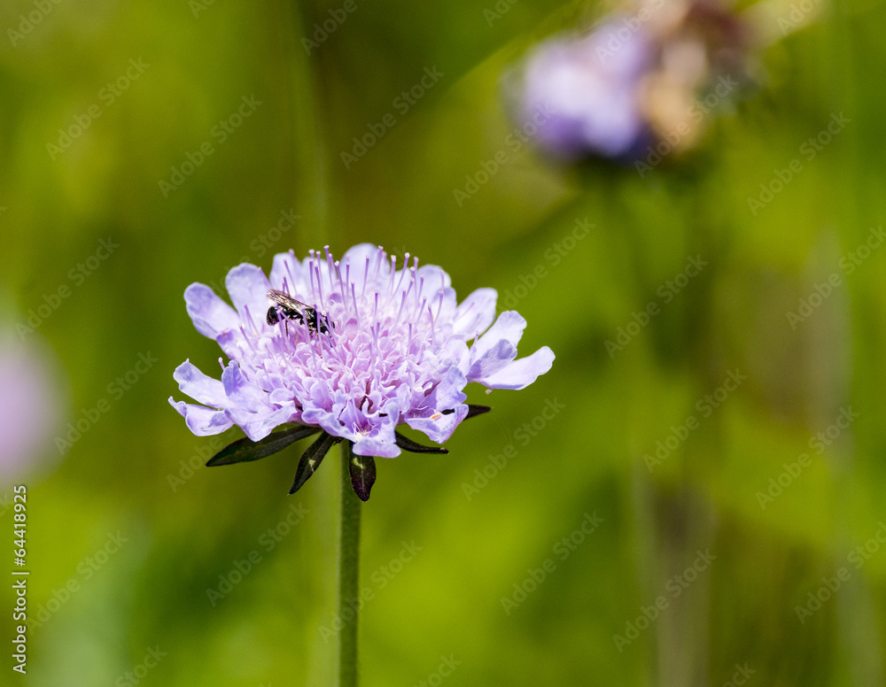 violet cornflowers