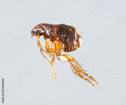 Canvastavla Ctenocephalides felis