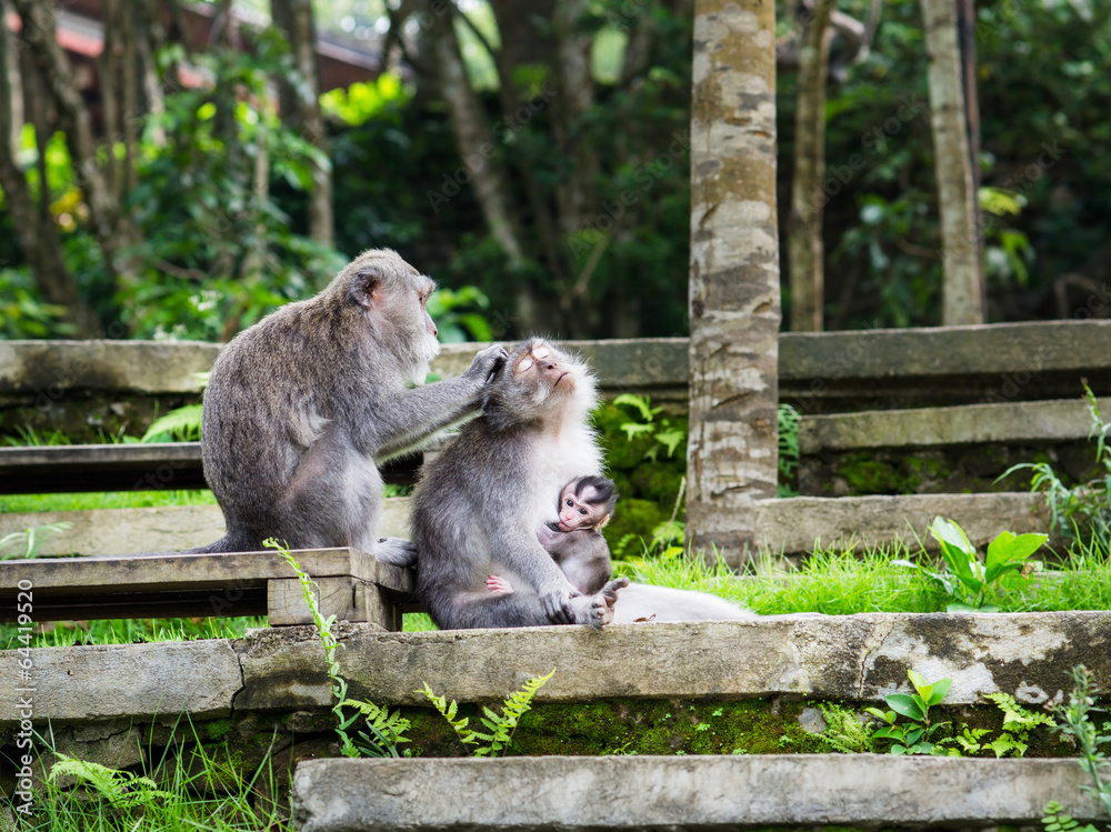 family of monkeys in the monkey forest on Bali