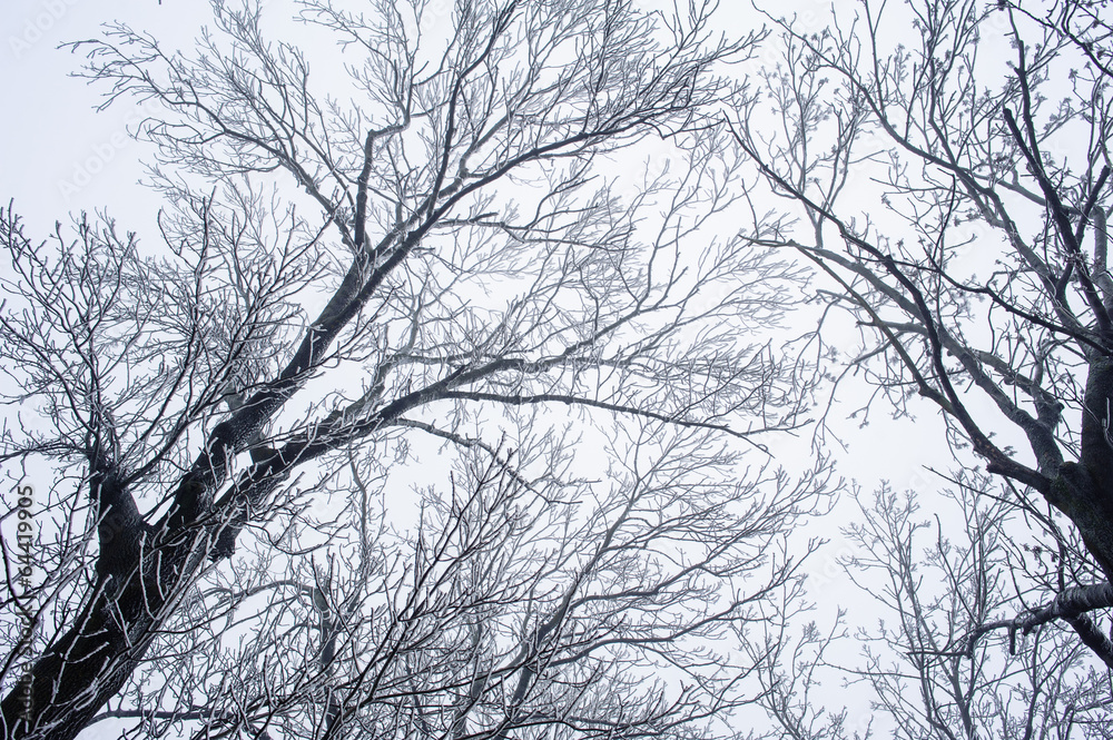 Obraz premium Branches of trees