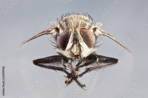 Photos Sarcophaga species
