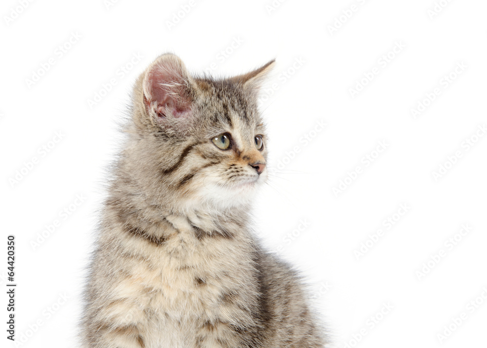 Fototapeta premium Cute tabby kitten