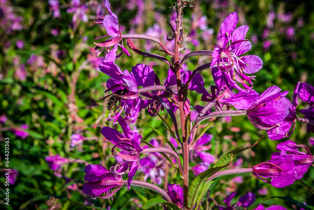 Garden natural bright pink flower field in winter