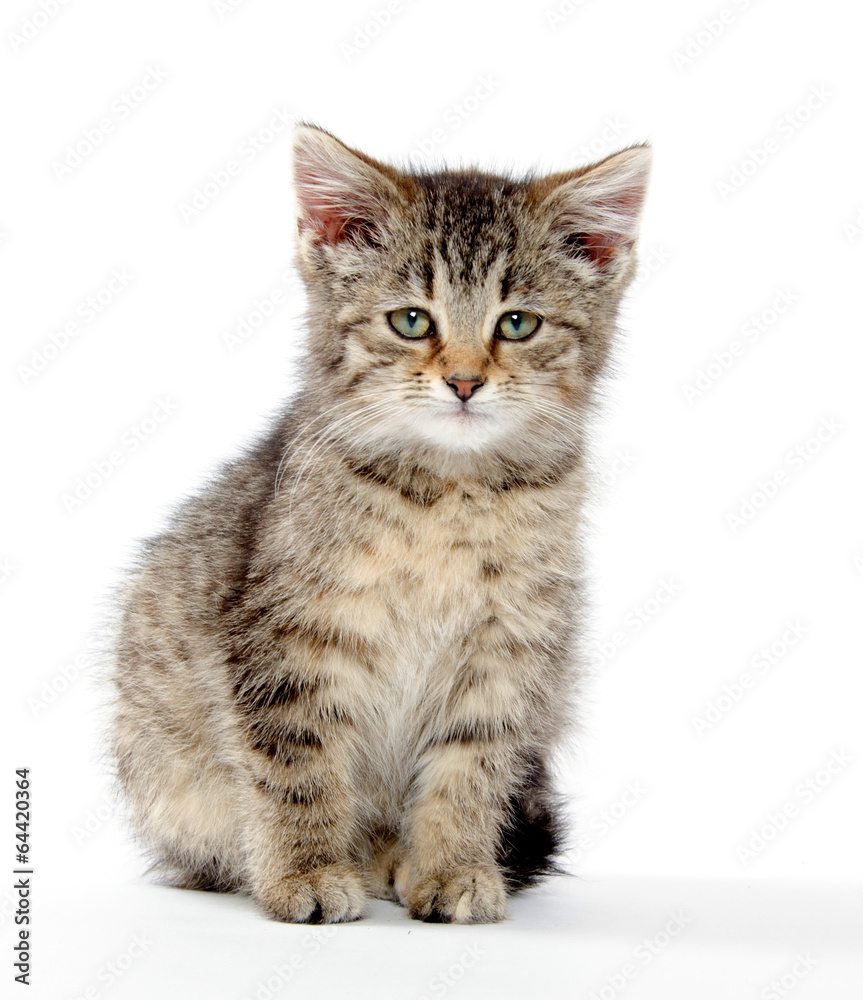 Obraz premium Cute tabby kitten