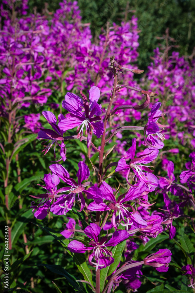 Garden natural bright pink flower field in winter Garden natural bright pink flower field in winter