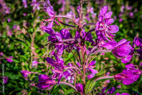 Garden natural bright pink flower field in winter