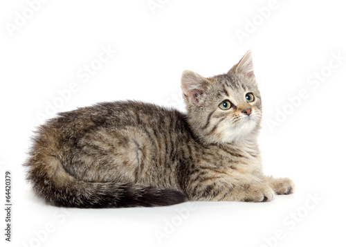 Cute tabby kitten © Tony Campbell