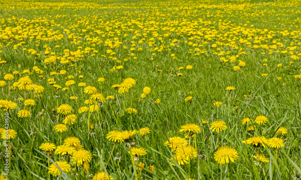 Obraz premium Large field of dandelion flowers