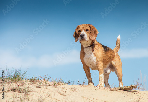 Wet beagle standing on the sand hill