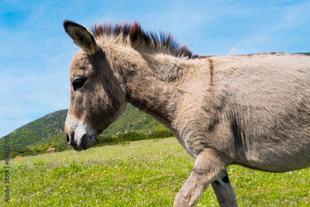 Donkey in Asinara island in Sardinia, Italy Donkey in Asinara island in Sardinia, Italy