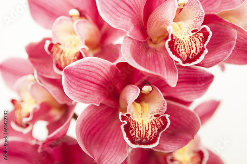 Fototapeta Naklejka Na Ścianę i Meble -  cymbidium orchid