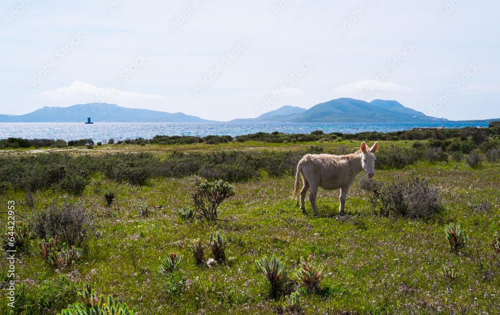 Fototapeta premium Donkey in Asinara island in Sardinia, Italy