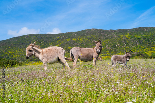 Fototapeta Naklejka Na Ścianę i Meble -  Donkeys in Asinara island in Sardinia, Italy