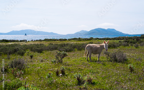 Donkey in Asinara island in Sardinia, Italy © Elisa Locci