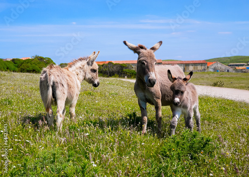 Donkeys in Asinara island in Sardinia, Italy