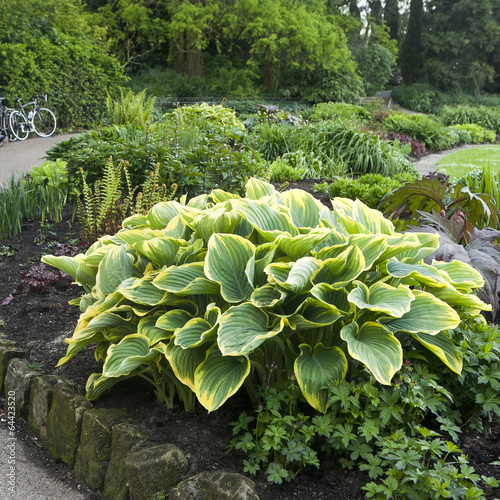 Hosta or Funkia in yellow and green colors on  flowerbed