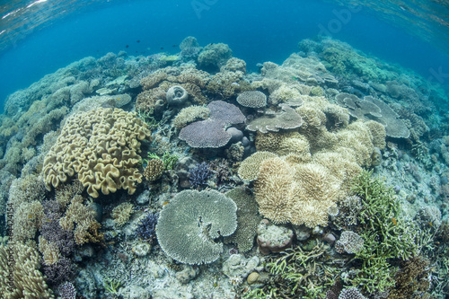 Diverse Coral Reef
