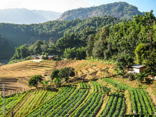 Agriculture in Doi Inthanon National Park photo