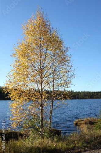 A birch in front of a swedish lake in Värmland, under a blue sky