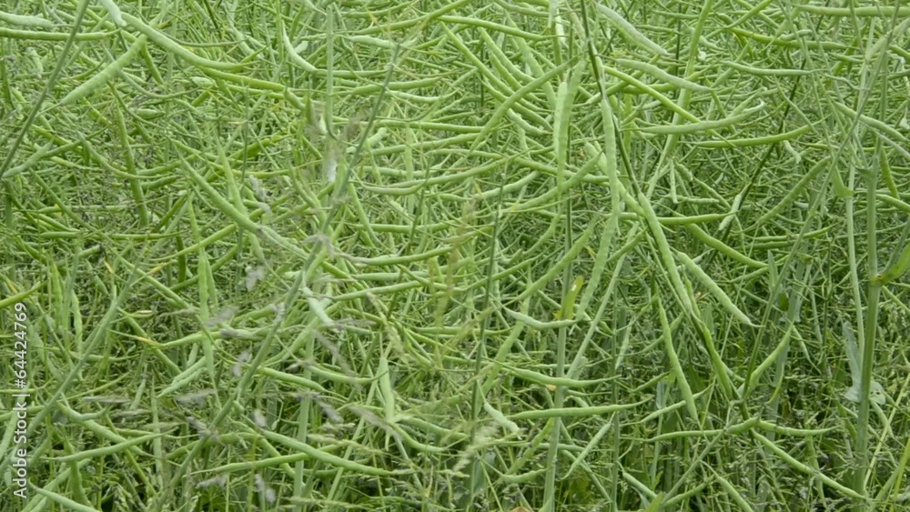 Brassica napus Рапс Colza Raps לפתית