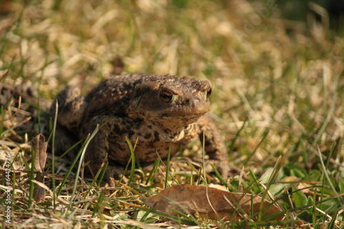 A common toad on grass