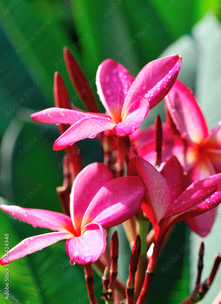 red frangipane flower