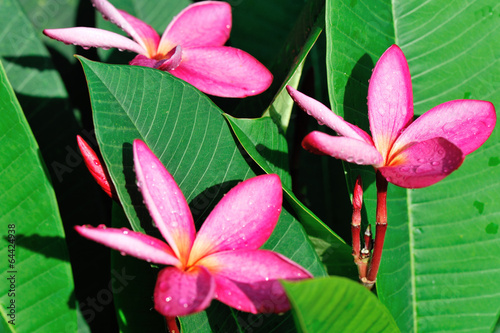 red frangipane flower