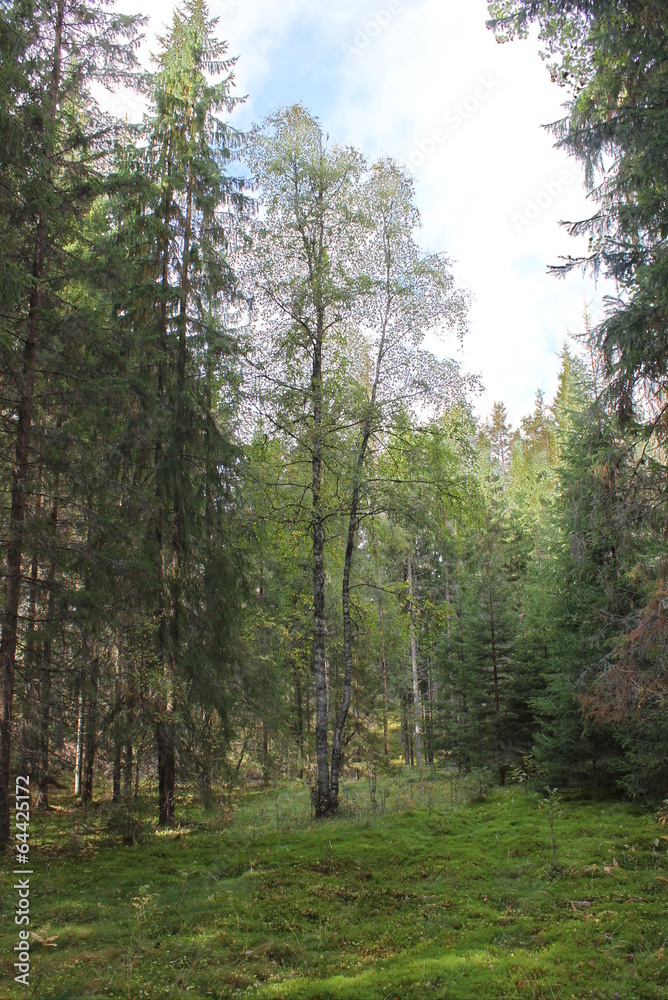 Birch standing in a forest in Värmland, Sweden Birch standing in a forest in Värmland, Sweden