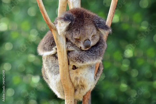 Photography Koala sleep on an eucalyptus tree