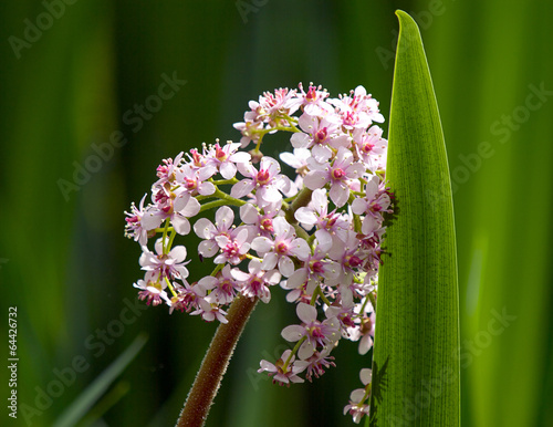 Marsh Valerian  Flower and Reed