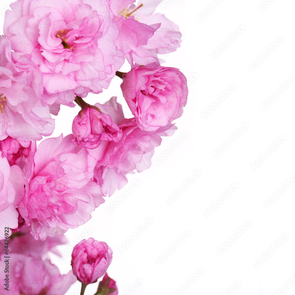 Spring Blossom isolated on white, Beautiful Pink Flowers
