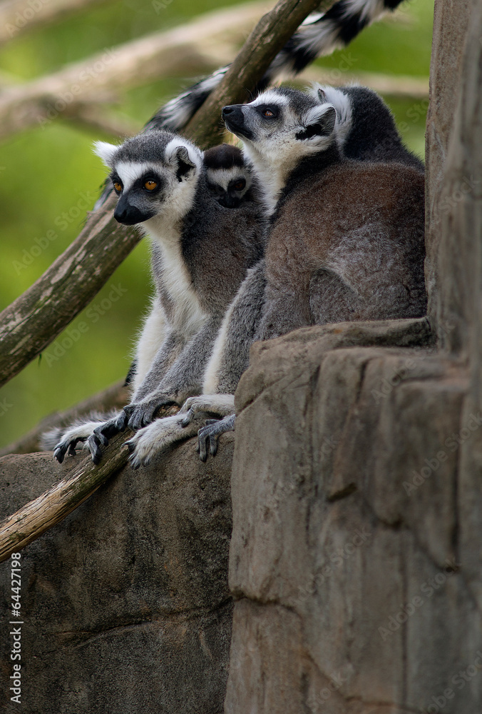 Naklejka premium Ring Tailed Lemurs