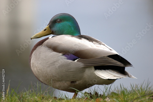 A male mallard standing at the edge of a ponp