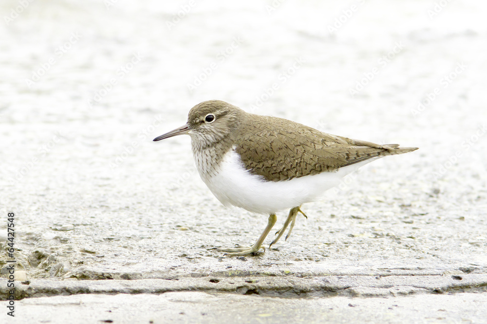 Obraz premium Common sandpiper Actitis hypoleucos
