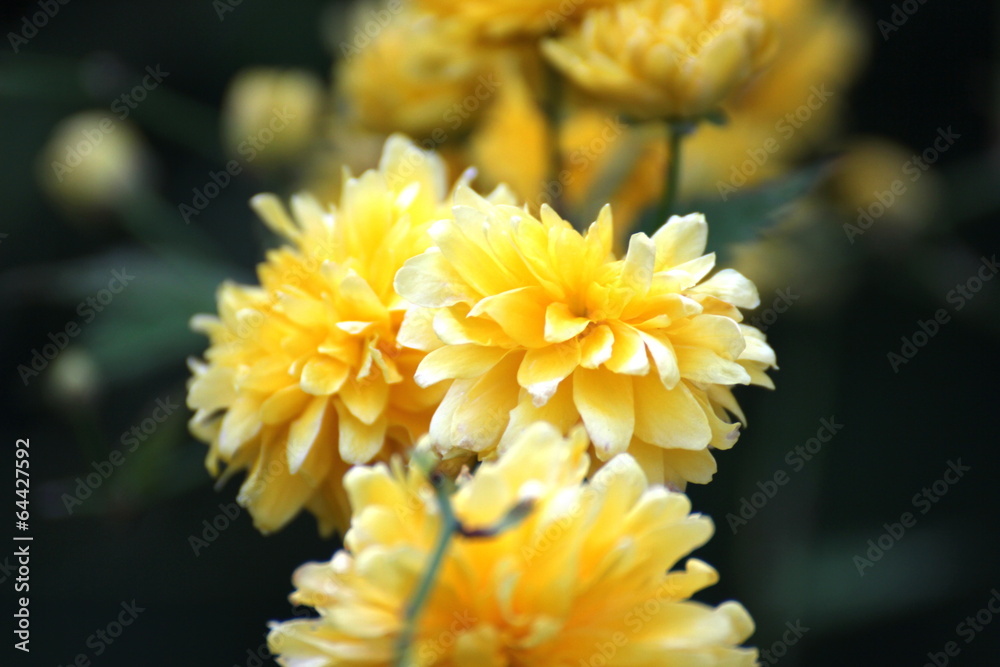 Yellow blossoms of ornamental plant Yellow blossoms of ornamental plant