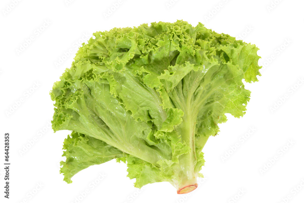 Green Leafy Lettuce Isolated On White Background Green Leafy Lettuce Isolated On White Background
