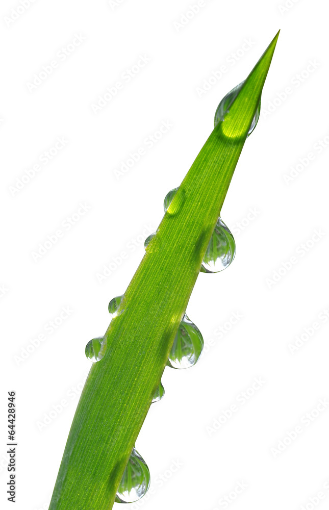 Naklejka premium Fresh grass with dew drops