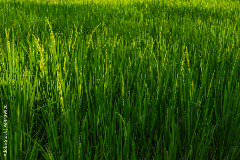 Rice is in field Rice is in field