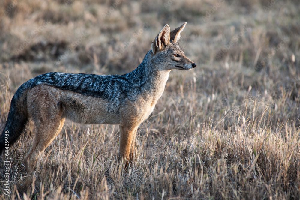 jackal jackal