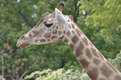 girafe © jean pierre martin