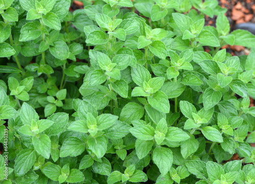 Wallpaper Mural plantes aromatiques Torontodigital.ca