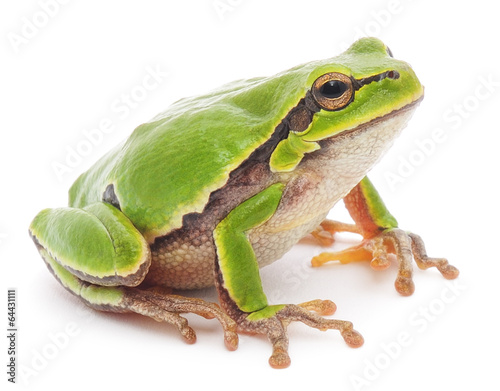 Valokuvatapetti Tree frog